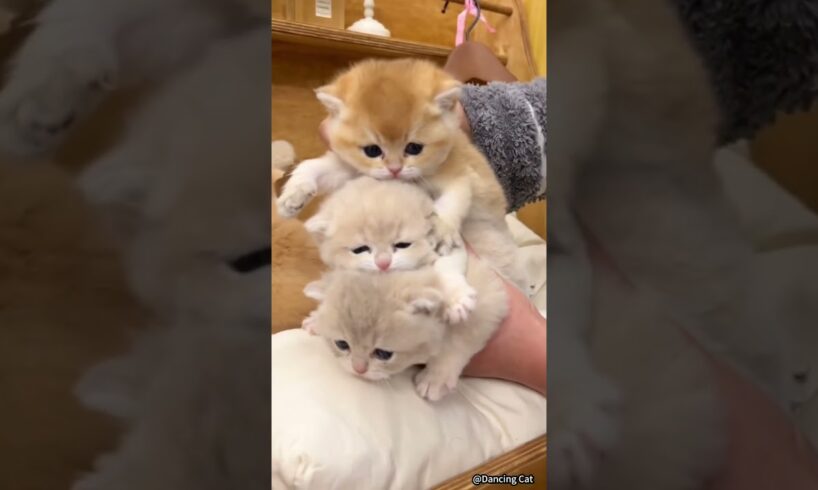🐱 Funny cat videos | cute cats | Try not to laugh | Cat videos Compilation #shorts  🐈