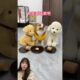 GUKGUK SULKED AT MAMA :) #shorts #funny #cutedog #fyp