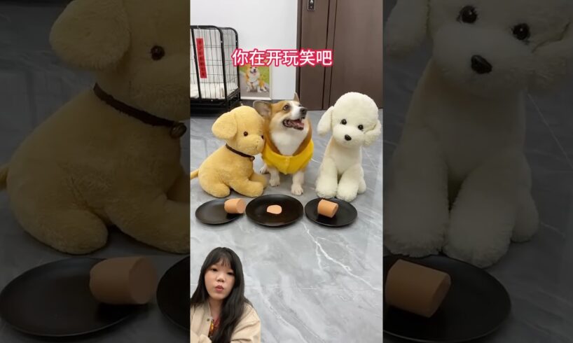 GUKGUK SULKED AT MAMA :) #shorts #funny #cutedog #fyp