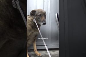 German Shepherd Couldn't Stop Crying, Until...💕 | The Dodo