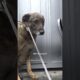 German Shepherd Couldn't Stop Crying, Until...💕 | The Dodo