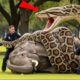 Giant Snake vs Brave Heroes | Epic Fight to Rescue Mother Elephant #rescue #youtubeviral