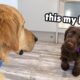 Golden Retriever Meets the Most Adorable Puppy and Helps Find Forever Home