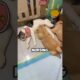 Golden Retriever and Mother Cat Swap Their Babies 😂❤