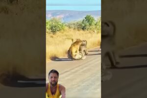 Group of Baboons Fight Off Leopard