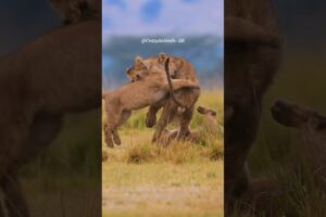 Happy Lion Cubs Playing in Pure Joy ❤️😂🥰#animals #wildlife #lion #cubs #shorts #nature #playing #joy