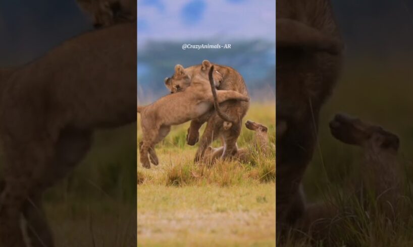 Happy Lion Cubs Playing in Pure Joy ❤️😂🥰#animals #wildlife #lion #cubs #shorts #nature #playing #joy