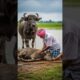 He saved the buffalo life #ai #rescue #nature #foryou #animals #india #shorts