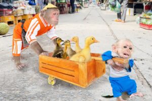 Heart warming Action CUTIS & Baby Monkey Do Special thing Rescue Poor Ducks