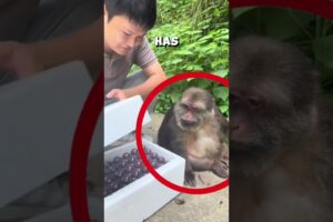 Heartwarming bond between zookeeper and monkey ❤️ #monkey