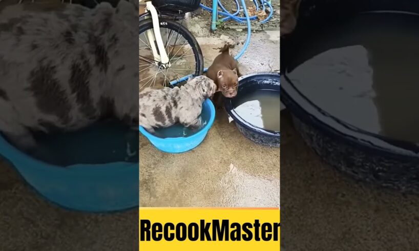 Heo đi tắm! Cute puppies! #dog #pets #cute #yeulu #doglove #funny #puppylove