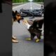 Hero Dog Fights Off Eagle To Save His Owner! #rescue #animals #pets