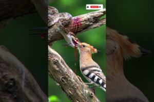 Hoopoe bird fights back from python snake attack! #animals #shortsvideo #shorts