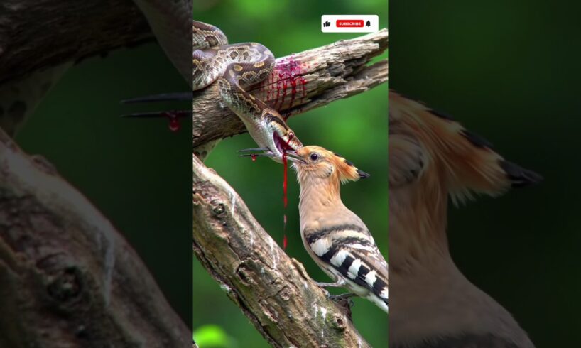 Hoopoe bird fights back from python snake attack! #animals #shortsvideo #shorts