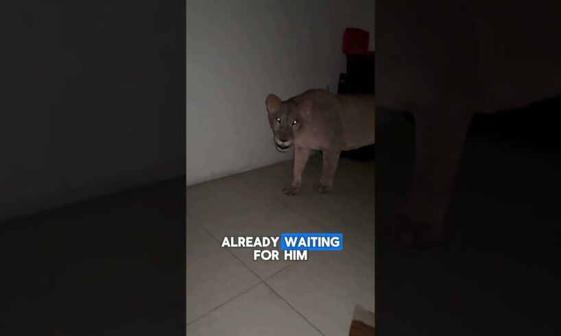 House Lions Ambush Owner At Midnight
