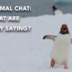 How do animals communicate? | AI