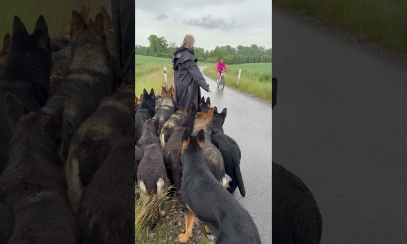 Hunderudel trifft Fahrrad #germanshepherd #animals