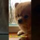 I Found The Cutest Puppies Ever… WOW 😱🐶
