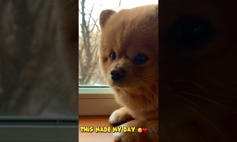 I Found The Cutest Puppies Ever… WOW 😱🐶
