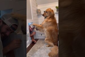 I broke into my dogs house! #dog #goldenretriever