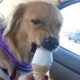 I dare you not to LAUGH at these FUNNY DOGS 🦮 - Funniest Videos Animals 2025