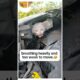 I rescued a stuck dehydrated cat on a parked car🥹 #shorts #animals #wholesome