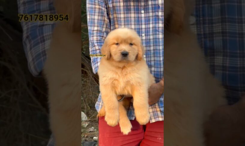 IMPORT BLOODLINE GOLDEN RETRIEVER PUPPY AVILABLE IN VARANASI PAT'S MARKET ||PETS SHOP || DOG KENNEL