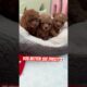 If you see this🫣#bestfriend #cute #puppies #poodle #toypoodle #shorts #youtube #cutedog #dogs
