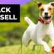 Jack Russell 🐶 One Of The Most Popular Dog Breeds In The World #shorts