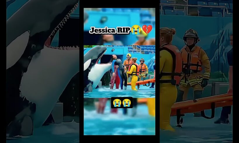 Jessica dolphin accident while performing #jessica #animalcare #animals #asmr