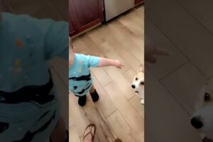Kiddo Wants to Share Whipped Cream with Corgi || ViralHog