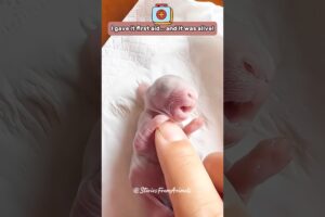 Kind Woman Rescues a Newborn Bunny in Her Garden 🐇 #shorts