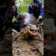 Komodo Dragon Rescued from Giant Slug by Wildlife #animalrescue #animalrescue #wildlife