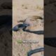 Komodo Dragon vs. King Cobra.#animals #wildlife #komodo #king