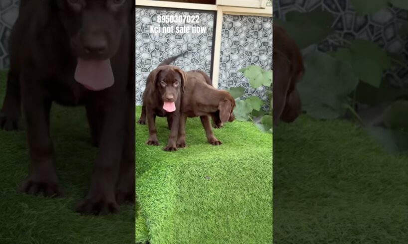 Labrador cute puppies #labrador #cute #petlovers #dog #pets #shorts 🐶🐶