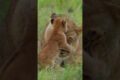 Lioness And Baby Lion Playing #lion #cub #wildcat #cute #mother #love #aww #nature #wildlife HA49342