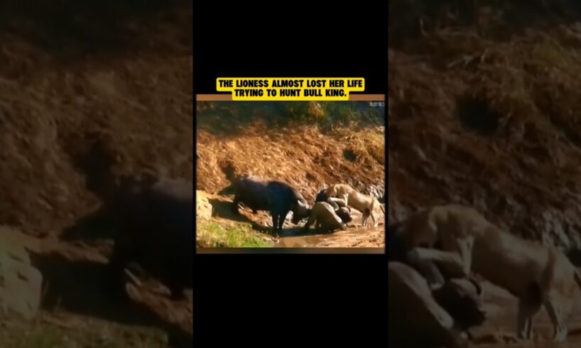 Lioness vs Bull King: Brutal Fight Ends in Near Death! (Must Watch) 🐂 #lionesses #wildlifefight