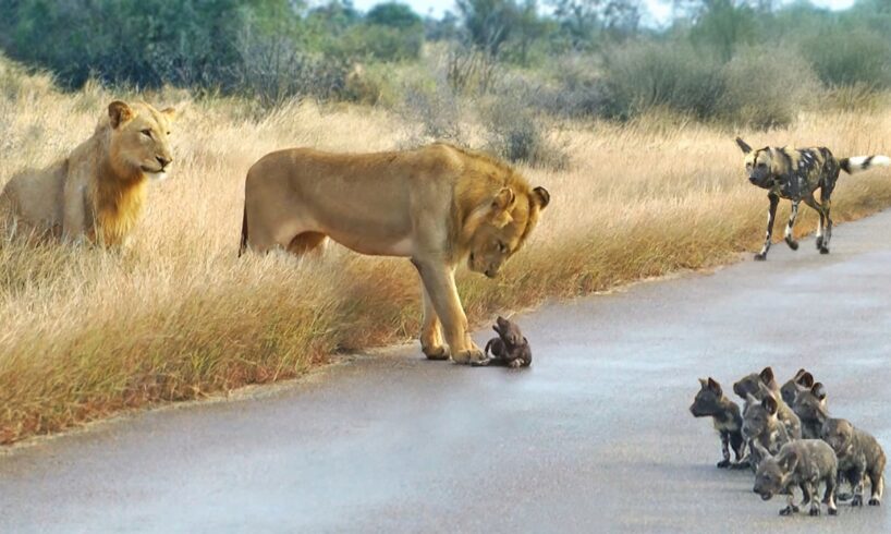 Lions Come Across Wild Dog Puppies Busy Moving Dens