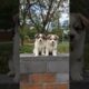 Little puppies adorable video #puppy #cute #pets #funny #dog #animals #shorts