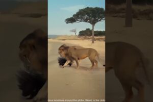 Lone Porcupine Fights Off Two Male Lions in a Bold Showdown #AnimalKingdom #PredatorVsPrey