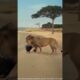 Lone Porcupine Fights Off Two Male Lions in a Bold Showdown #AnimalKingdom #PredatorVsPrey