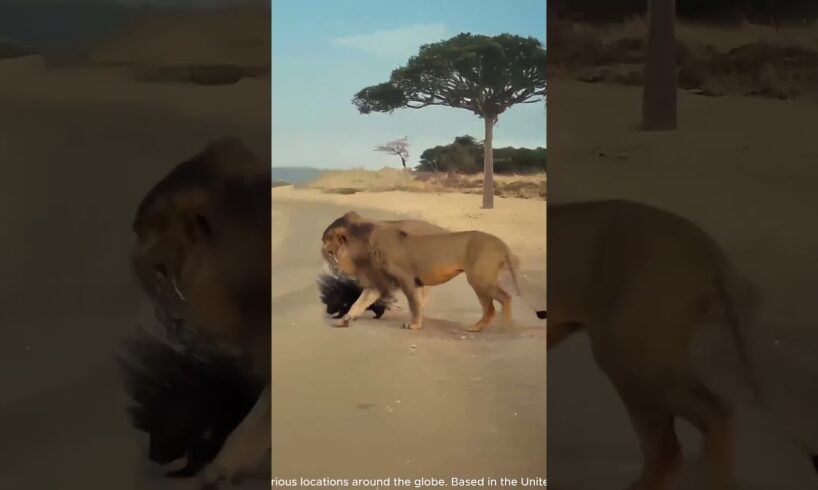 Lone Porcupine Fights Off Two Male Lions in a Bold Showdown #AnimalKingdom #PredatorVsPrey