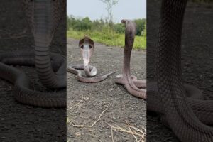 MOST VENOMOUS SNAKE 🐍 #snakevideo #shorts #ytshorts #youtubeshorts #trending #reels #viralshorts