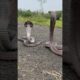 MOST VENOMOUS SNAKE 🐍 #snakevideo #shorts #ytshorts #youtubeshorts #trending #reels #viralshorts