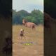 Male Lion Kills African Wild Dog Instantly With Powerful Bite  #wildlife #animals #predatorvsprey
