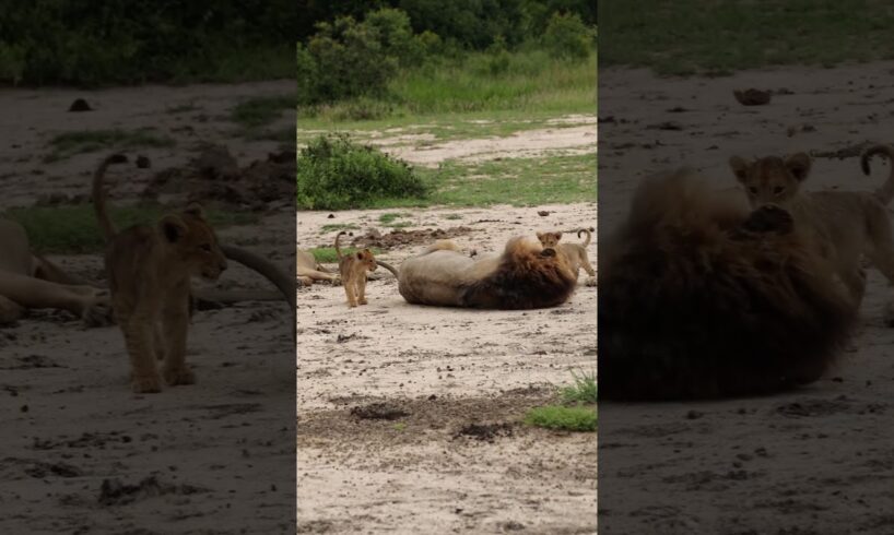 Male Lion's Patience Tested by Playful Cubs