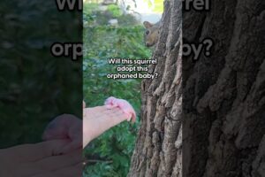 Mama Squirrel Adopts Orphaned Baby | The Dodo