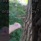 Mama Squirrel Adopts Orphaned Baby | The Dodo