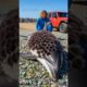Marine Biologist saves a Dolphin 🐬 From Urchin Infesta #wildlife #animals #humanity