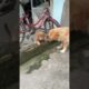 Mấy chú cún dễ thương #yêulu #chó #ngapham